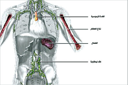 الصوم يقوي المناعة