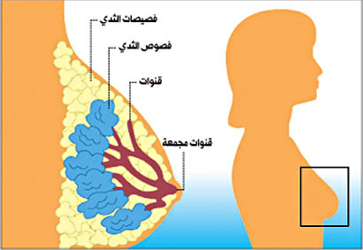 الميلاتونين يحمي النساء من الإصابة بسرطان الثدي