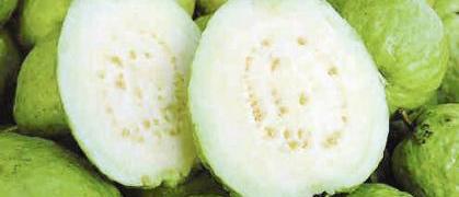 الجوافة تحمي من الأمراض المعدية ونزلات البرد