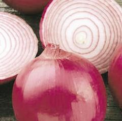 البصل يحمي من أمراض الشتاء