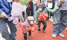 u00abu0627u0644u0639u0631u0648u0633u0627u0646u00bb u064au0627u0646u063au064au0627u0646u063a u0648u0648u0627u0646u0643u0633u064au0646u063a