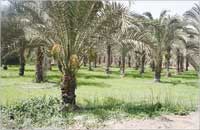 الجزيرة تحتضن الاشجار والنباتات