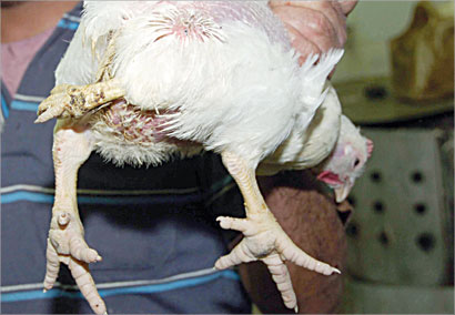 u0627u0644u0639u0631u062cu0627u0621 u0641u064a u0642u0628u0636u0629 u0639u0632 u0627u0644u062fu064au0646 (u062au0635u0648u064au0631 u0637u0627u0631u0642 u0639u0632u0627u0644u062fu064au0646)