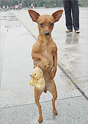 «لولو» تحمل حقيبتها 