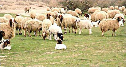 u00abu0631u0639u064a u0627u0644u0627u063au0646u0627u0645u00bb u0645u0647u0646u0629 u0634u0627u0642u0629 u0639u0645u0644 u0628u0647u0627 u0627u0644u0646u0628u064a u0635u0644u0649 u0627u0644u0644u0647 u0639u0644u064au0647 u0648u0633u0644u0645 u0641u064a u0628u062fu0627u064au0629 u062du064au0627u062au0647 