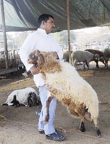 في طريقه للبيع