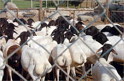 على قائمة الذبح اليوم