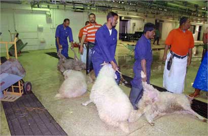 المسالخ مستعدة لاستقبال لأضاحي (تصوير مرهف حورية)