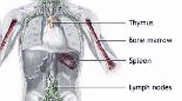 أنشطة العيد تقوي جهاز المناعة