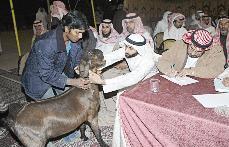 فحص مواصفات ماعز 	(تصوير نايف العقلة)