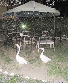 حديقة منزله حيث كان يقضي معظم وقته 