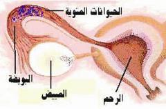 u062au0634u0643u064au0644 u0627u0648u0644 u0645u0628u064au0636 u0628u0634u0631u064a u0627u0635u0637u0646u0627u0639u064a u0644u0646u0645u0648 u0627u0644u0628u0648u064au0636u0627u062a u063au064au0631 u0627u0644u0646u0627u0636u062cu0629r