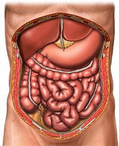 الجهاز الهضمي الشغل الشاغل للإنسان منذ القدم