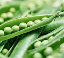 u0627u0644u062eu0636u0631u0627u0621 u062au0643u0627u0641u062d u0627u0644u0628u0631u062f u0648u0627u0644u064au0627u0628u0633u0629 u062au0645u0646u062d u0627u0644u062fu0641u0621r