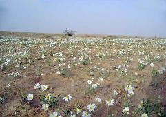 ارض الكويت مليئة بالأعشاب الطبيعية