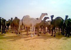 أوزار الابل تشفي من الأمراض