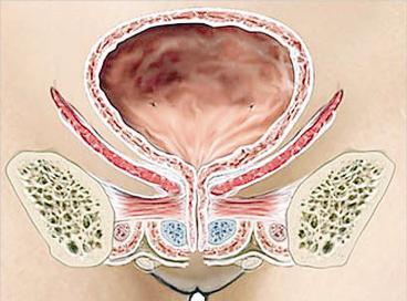 برودة الشتاء تسبب انفلات البول من المثانة لا إراديا
