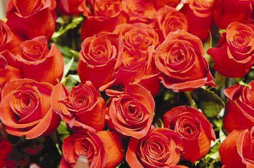 «يا ورد مين يشتريك وللحبيب يهديك»