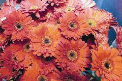 زهور safari sunset 