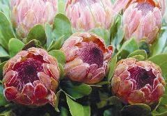 زهور الـ chresentemun 