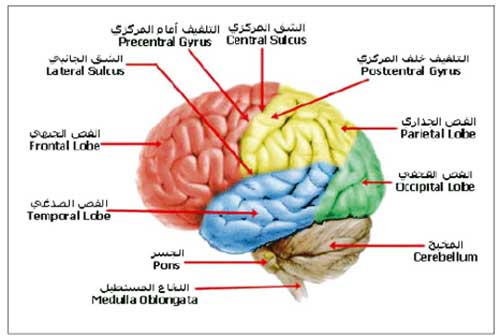 الحب من الانفعالات العاطفية التي تؤثر في مراكز المخ