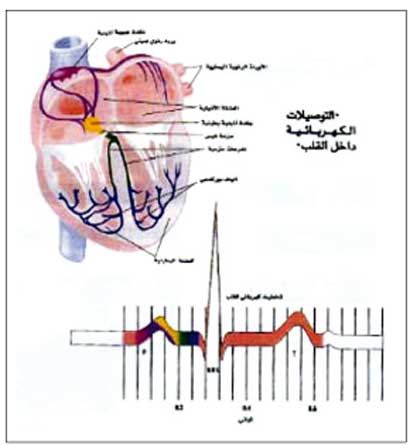 أعصاب القلب توصل الإشارات الكهربائية التي تزيد ضربات القلب والشعور بالخفقان