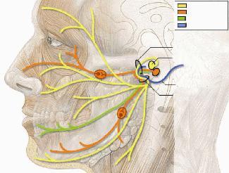 مسار عصب الوجه الذي يغذي عضلات الوجه