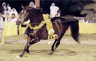 «المعرس الفحل آجا سناجور»