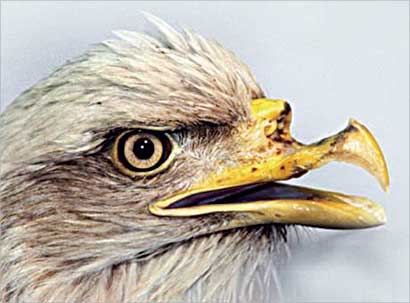 منقار الصقر قبل العملية