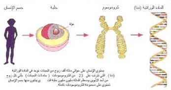 أدلة على الكيفية التي أثرت بها الفيروسات على الجينات الوراثية