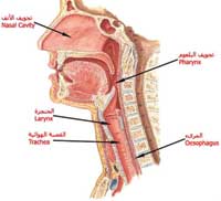 تجاويف الأنف والبلعوم تحدد عذوبة الصوت وحلاوته 
