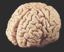 اكتشف العلماء جزءاً في المخ للأفكار التي لا تحظى بالاهتمام