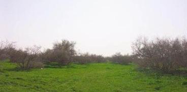 الاعشاب الطبيعية تملأ أراضي الكويت