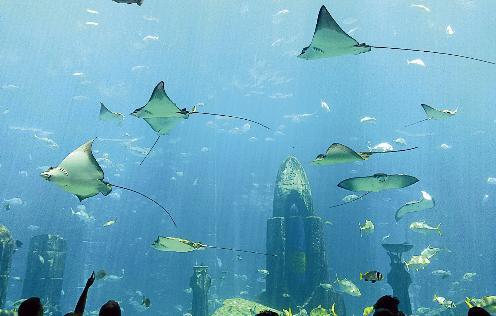 اسماك «اتلانتس» الاسطورية