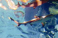 الفك «المفترس»