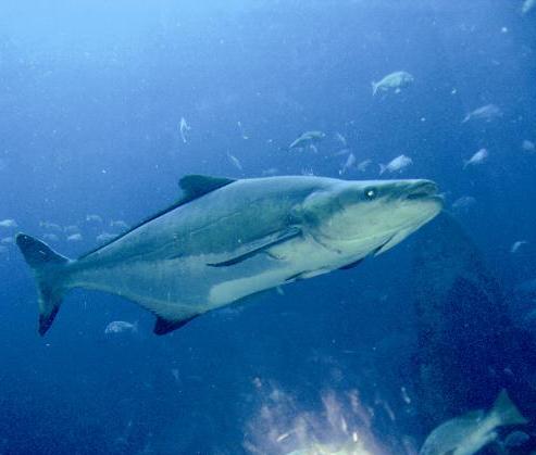 الأسماك في حوض فندق القصر