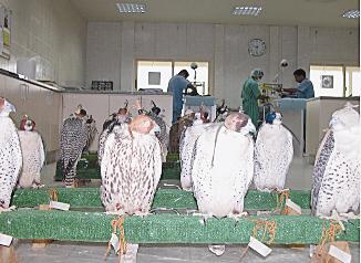 مستشفى الطيور في أبو ظبي