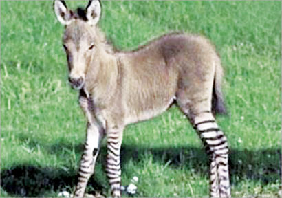 u0627u0644u0635u063au064au0631u0629 u00abu0628u0627u064au0628u064au00bb