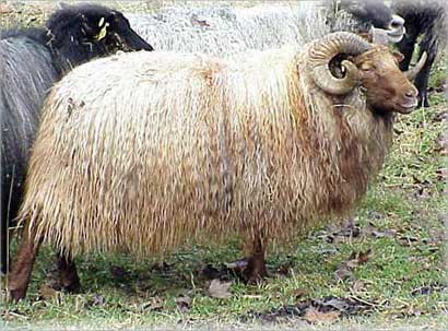 u0627u0644u0623u0636u062du064au0629 u0631u0627u0641u062f u0645u0646 u0631u0648u0627u0641u062f u0627u0644u062au0643u0627u0641u0644 u0627u0644u0627u062cu062au0645u0627u0639u064a 