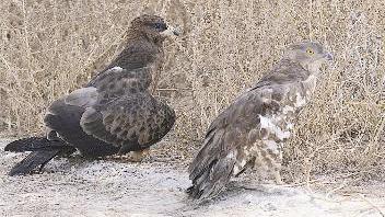 u0637u0627u0626u0631u0627 u0639u0642u0627u0628 u0627u0644u0639u0633u0644 u0628u0639u062f u0646u0642u0644u0647u0645u0627 u0627u0644u0649 u0645u062du0645u064au0629 u0637u064au0648u0631 u0627u0644u062cu0647u0631u0627u0621