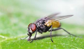 u0636u0639u064fu0641 u0627u0644u0637u0627u0644u0628 u0648u0627u0644u0645u0637u0644u0648u0628r