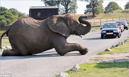 u00abu0641u0627u064au0641u00bb u063au0627u0641u064au0627u064b u0645u0646 u0627u0644u062du0631 u0641u064a u0645u0646u062au0635u0641 u0627u0644u0637u0631u064au0642