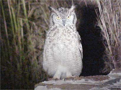 u0627u0644u0628u0648u0645 u0645u0631u062au0628u0637 u0628u0627u0644u0634u0624u0645 u0648u0627u0644u062eu0628u0631 u063au064au0631 u0627u0644u0633u0627u0631