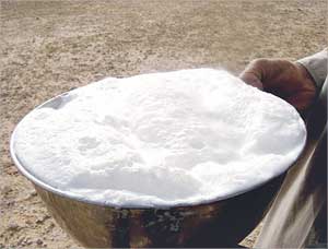 لبن الإبل يحتوي على بروتين يشبه عمل الأنسولين ويفيد مرضى السكري