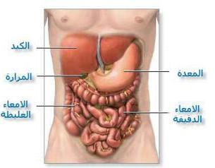 الجهاز الهضمي يضطرب عمله عند التعرض للبرودة