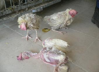 دجاج هزيل ومريض