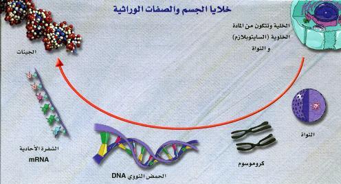 الجينات الوراثية لعلاج «السكري»