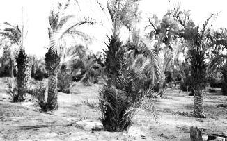 من مزارع الفنطاس