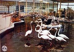 بحيرة «فلامنجو» وخلفها مبنى السينما الشتوي سنة 1959