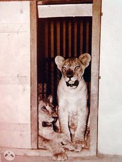 «شكري» و«جمال» أسدان أفريقيان تم اهداهما للشيخ جابر العبد الله